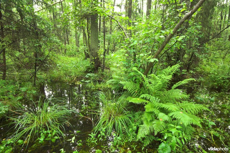 Pools oerbos