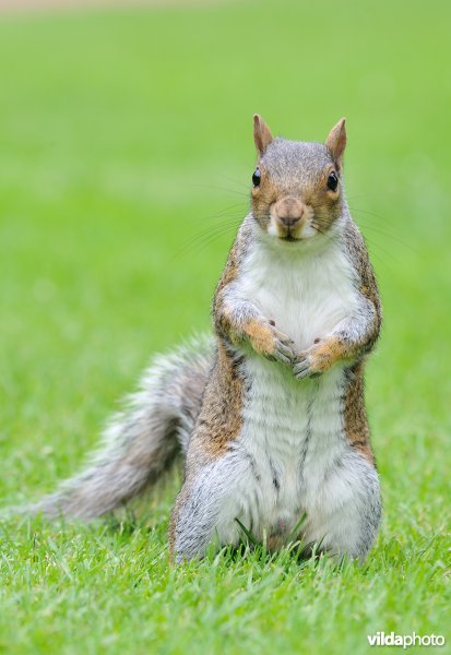Grijze eekhoorn in the Royal Botanical Garden of Edinburgh