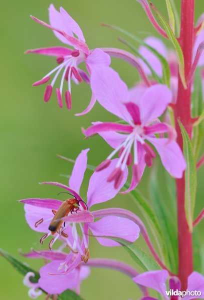 Soldaatje op wilgenroosje