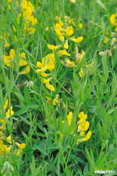 Veldlathyrus