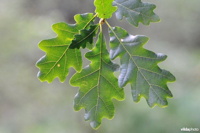 Blad van wintereik
