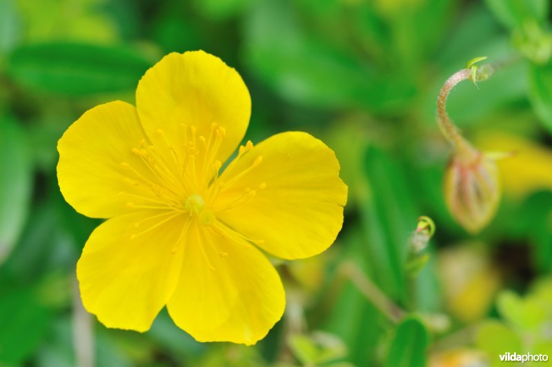 Geel zonneroosje ssp. obscurum