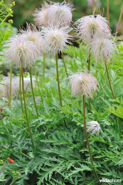 Pulsatilla alpicola