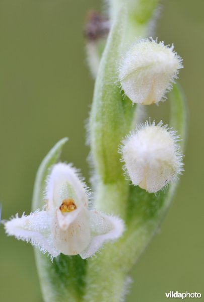 Dennenorchis