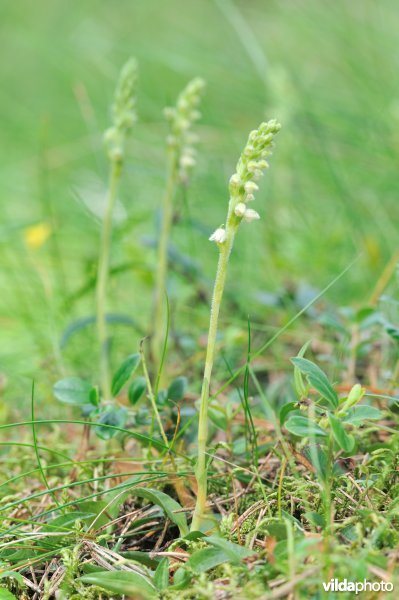 Dennenorchis