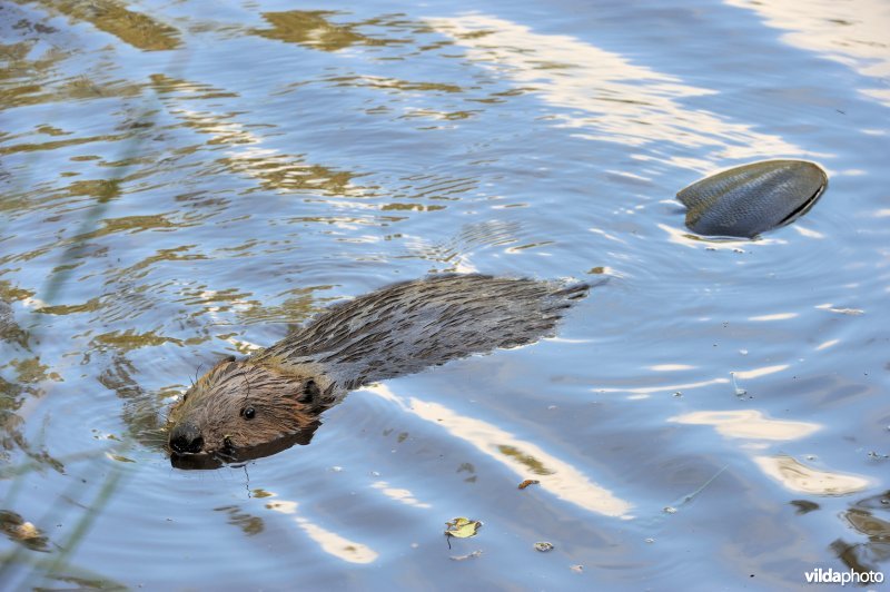 Zwemmende bever