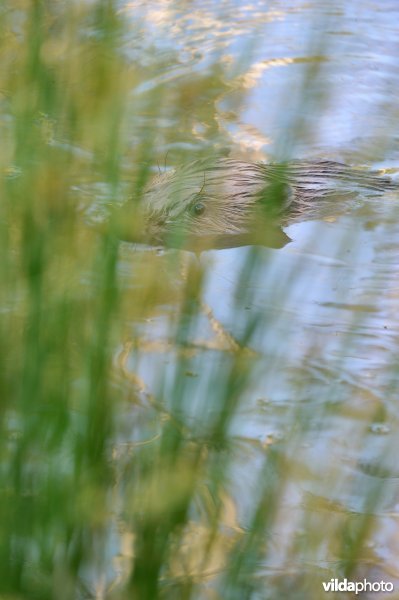 Bever speelt verstoppertje