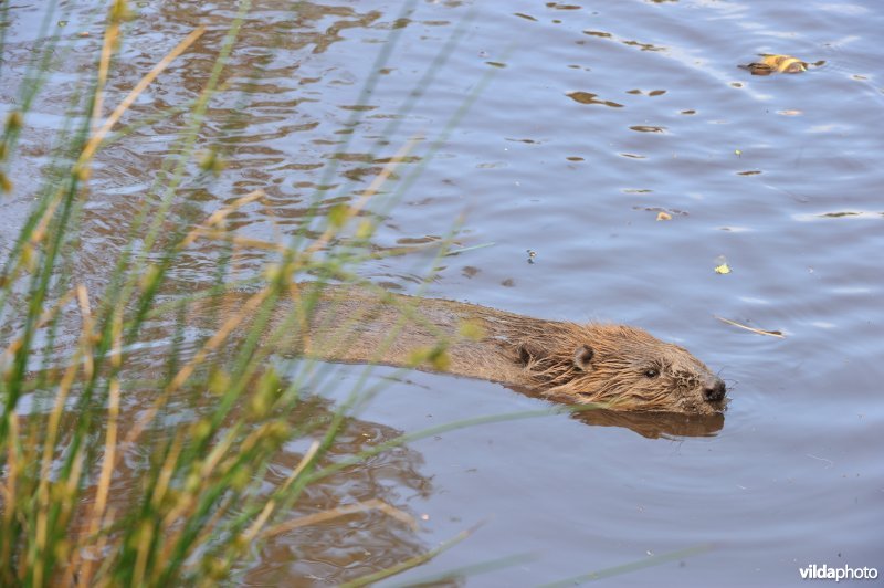 Zwemmende bever