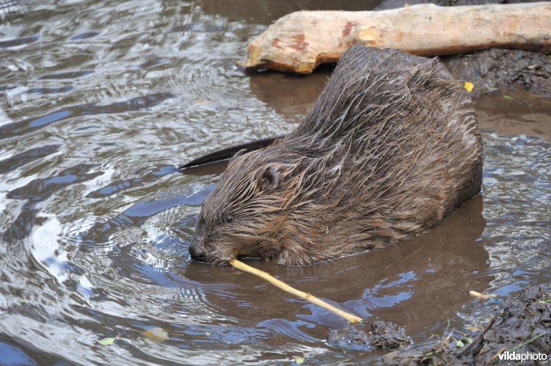 Bever knabbelt aan een twijgje
