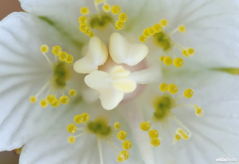 Bloem van parnassia