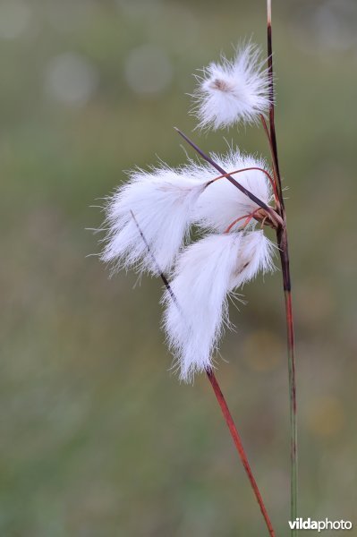 Veenpluis
