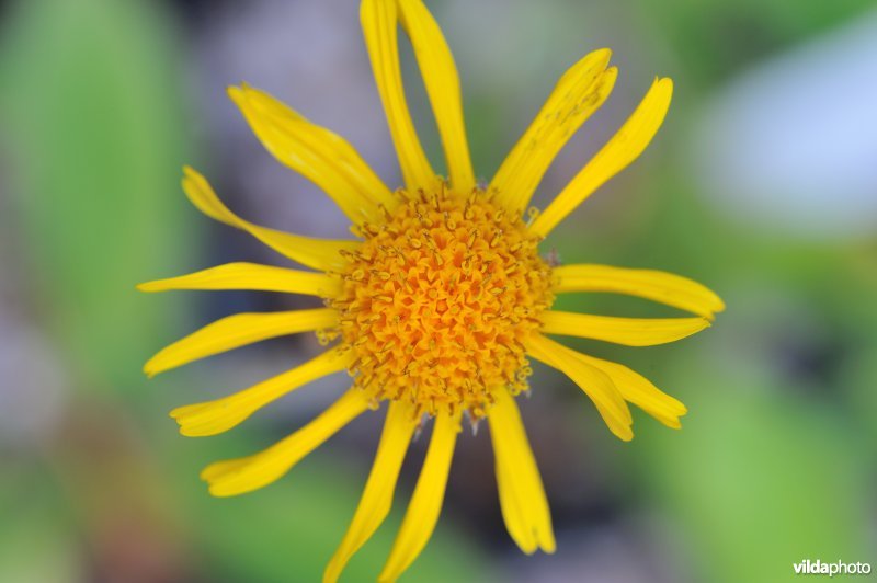 Wolverlei