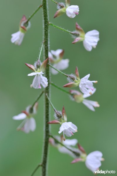 Bloemetjes van Groot heksenkruid