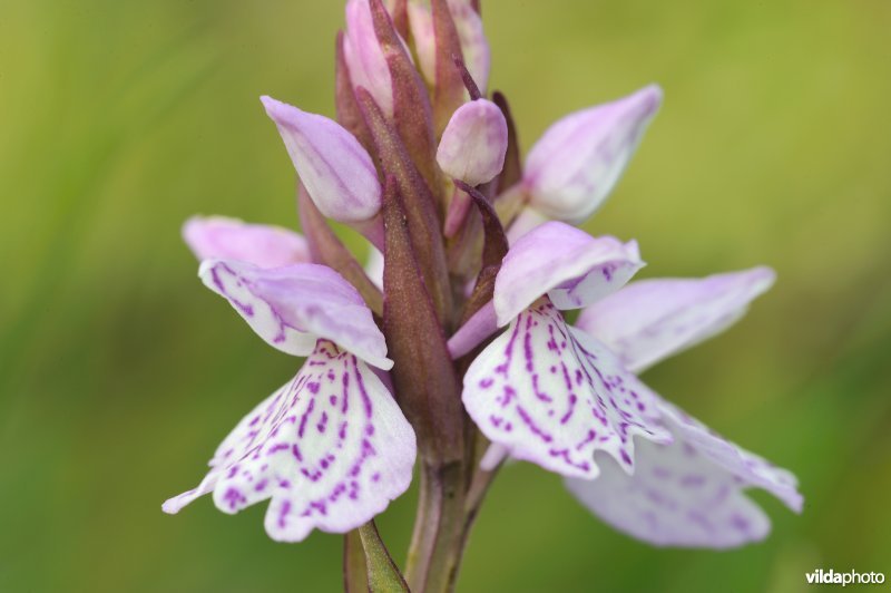 veenorchis ? in relatief droge heide.