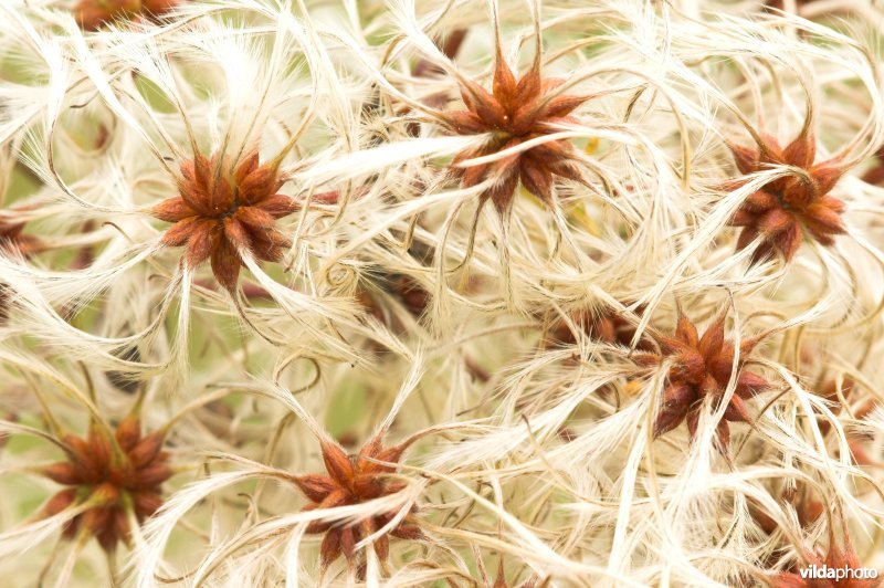 Pluizige vruchtjes van de Bosrank