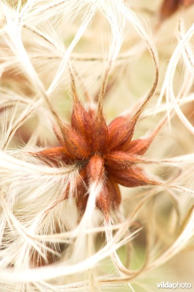 Pluizige vruchtjes van de Bosrank