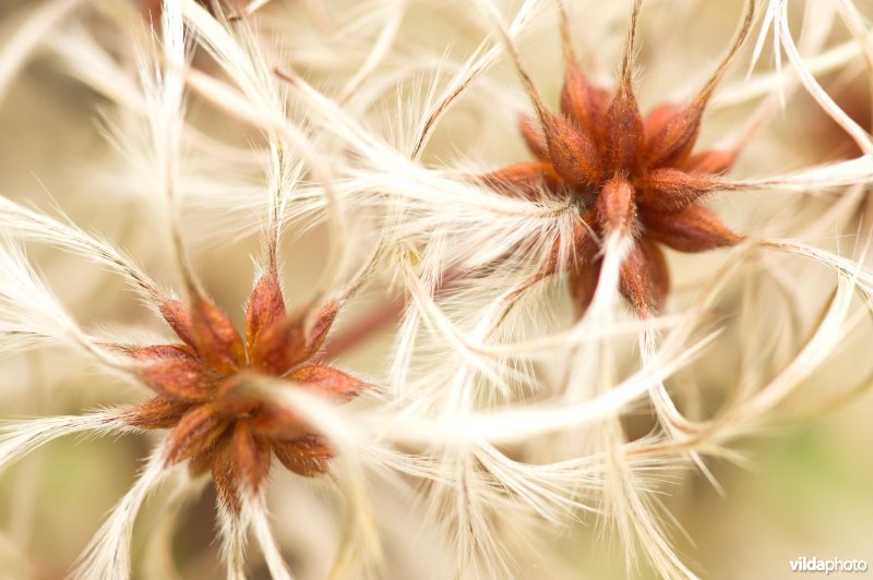Pluizige vruchtjes van de Bosrank
