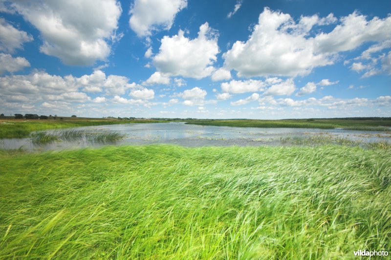 De Narewvallei in de Biebrza