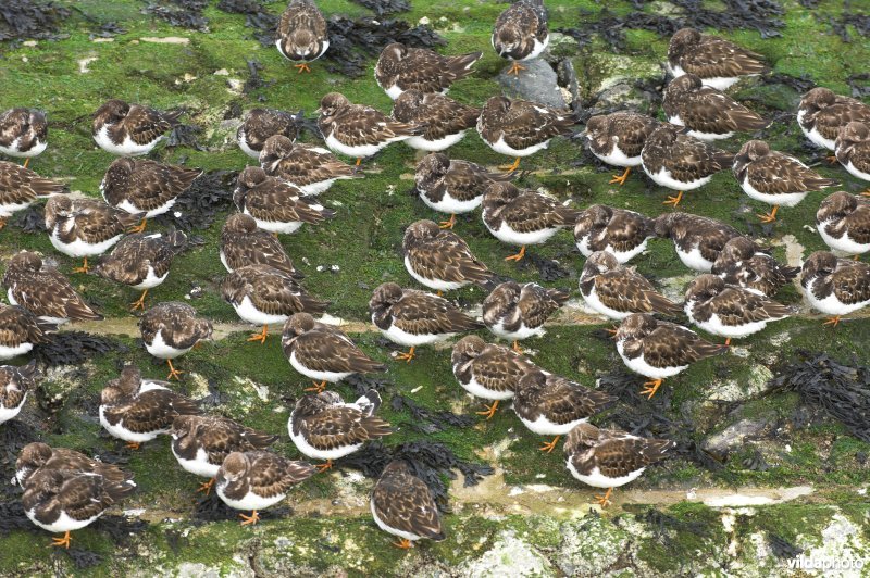 Steenlopers op het strandhoofd