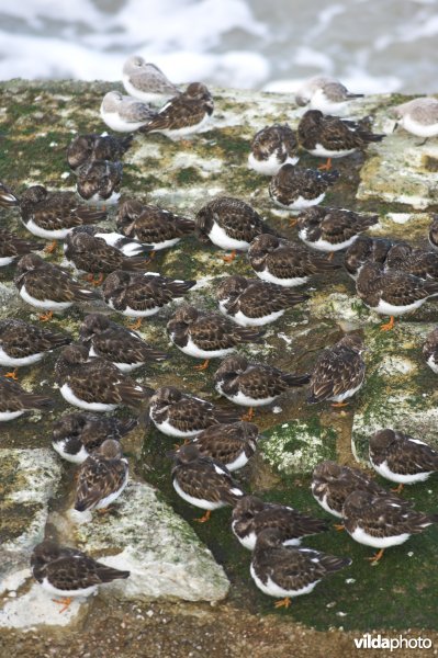 Steenlopers op het strandhoofd