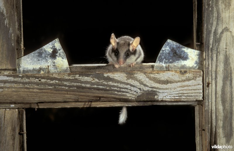 Jonge eikelmuis in raam