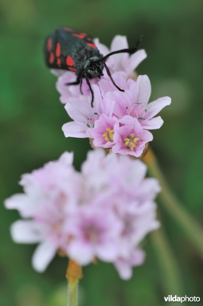 Sint-Jansvlinder op Engels gras