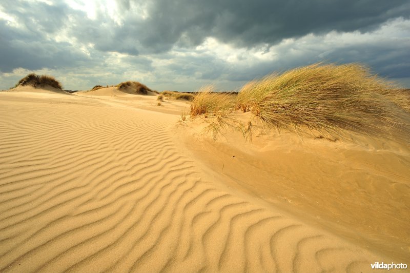 Duinen van de Westhoek