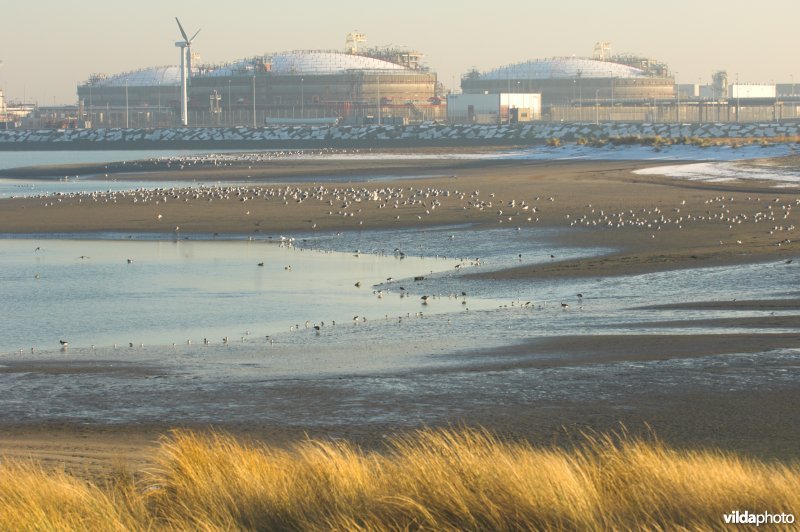 Sternenschiereiland in haven Zeebrugge