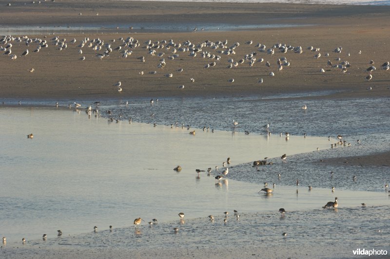 Sternenschiereiland in haven Zeebrugge