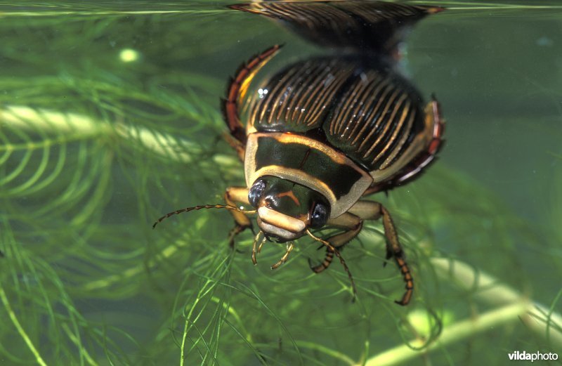 Geelgerande watertor