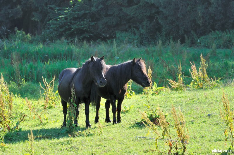 Paardjes in de Demerbroeken