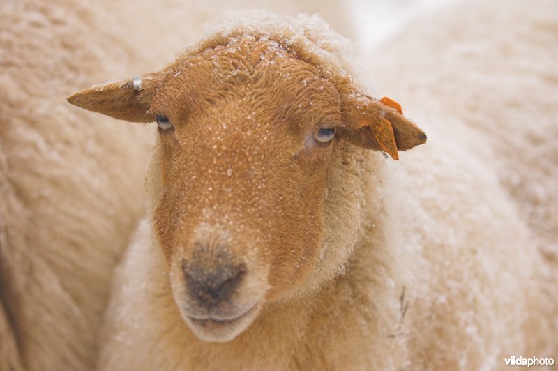 Ardense Voskop schaap