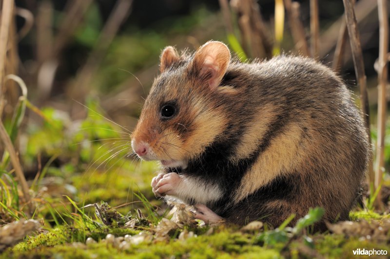 Hamster