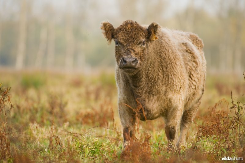 Grazers in de herfstige Demerbroeken