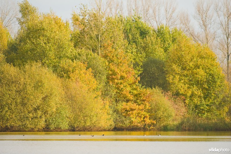 Natuurreservaat Vierkensbroek in de herfst