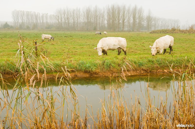 Leigracht in de Demerbroeken