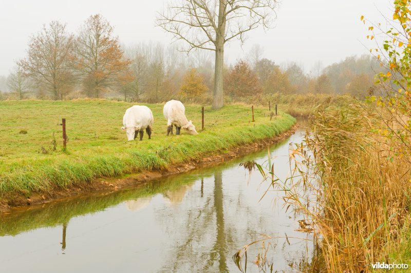 Leigracht in de Demerbroeken