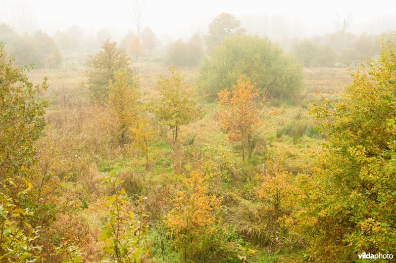 Natuurreservaat Demerbroeken