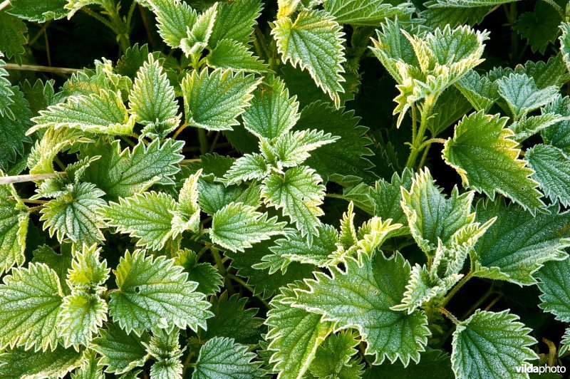 Berijpte Grote brandnetel