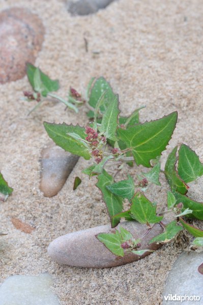 Een melde op een schots strand