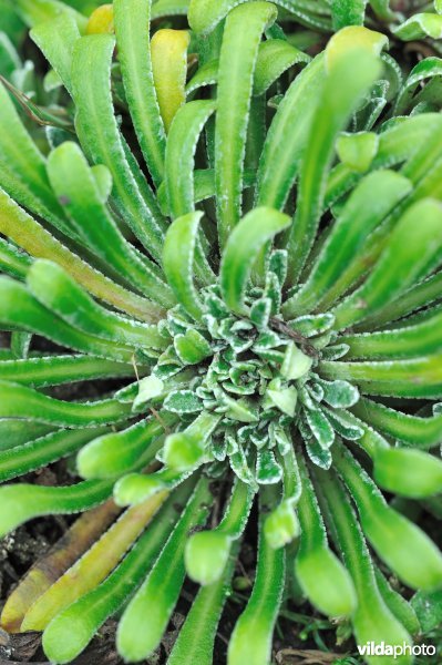 Saxifraga callosa