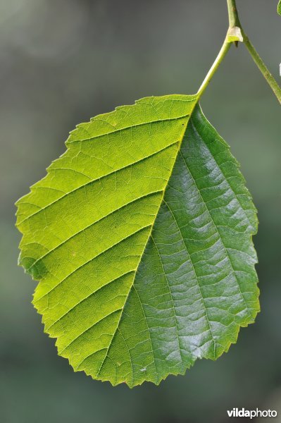 Blad van Zwarte els