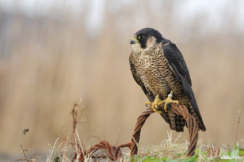 Jonge slechtvalk in een industrieterrein