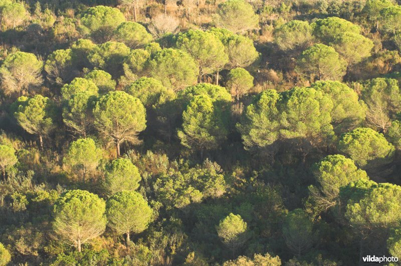 Dennenbos in Spanje