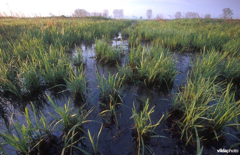 Liesgras in Schave