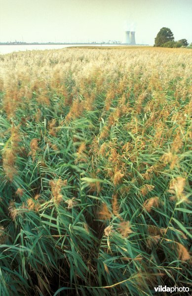 Het rietmoeras van het Galgenschoor