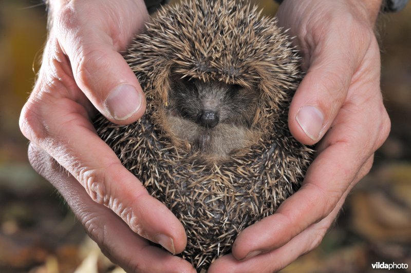 Jonge egel