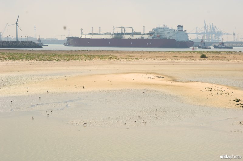 Sternenkolonie te Zeebrugge