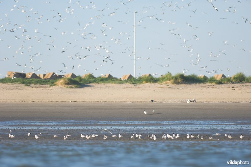 Sternenkolonie te Zeebrugge