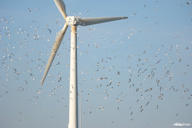 Sternen tussen windmolens